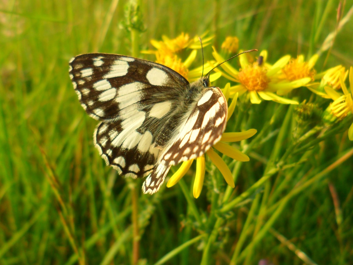 ZSL Whipsnade Grasslands