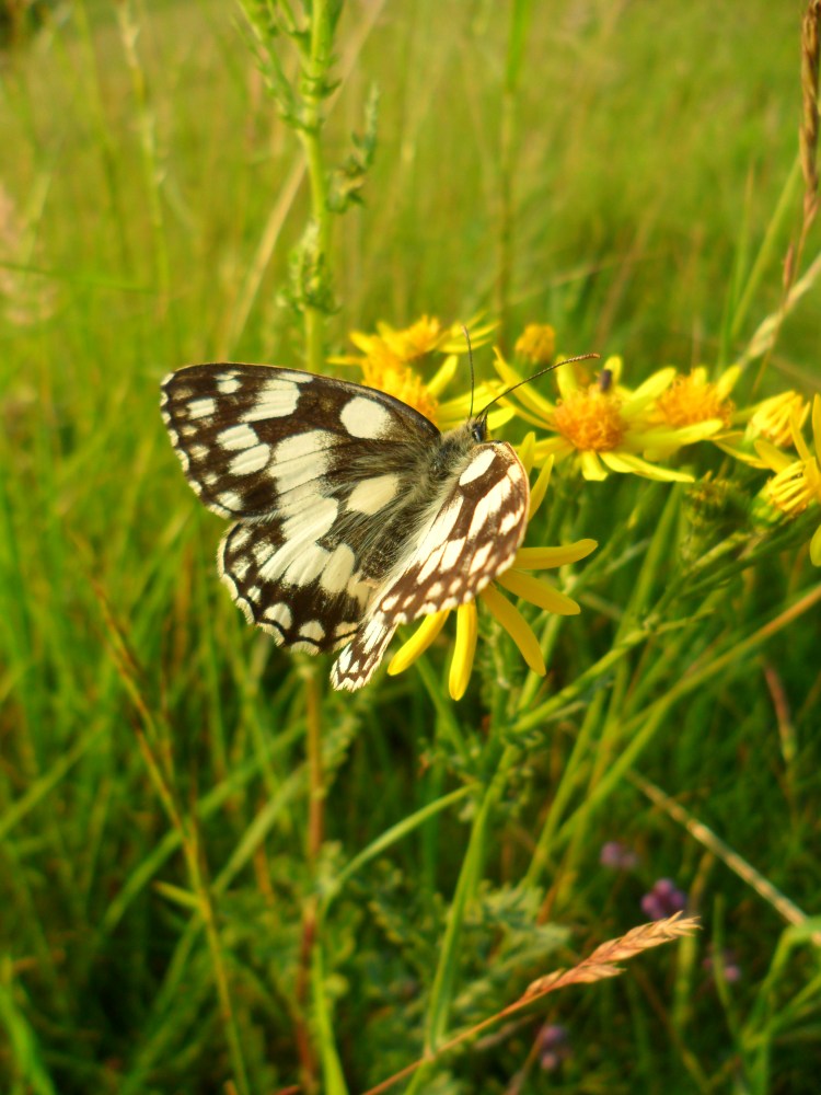 ZSL Whipsnade Grasslands